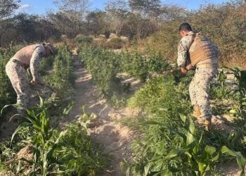 Mais de 25 mil pés de maconha são apreendidos em operação no interior de Alagoas