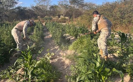 Mais de 25 mil pés de maconha são apreendidos em operação no interior de Alagoas