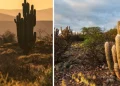 Caatinga reforça potencial turístico de AL com paisagens únicas no sertão