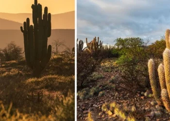 Caatinga reforça potencial turístico de AL com paisagens únicas no sertão