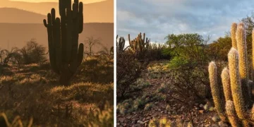 Caatinga reforça potencial turístico de AL com paisagens únicas no sertão