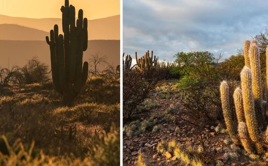Caatinga reforça potencial turístico de AL com paisagens únicas no sertão